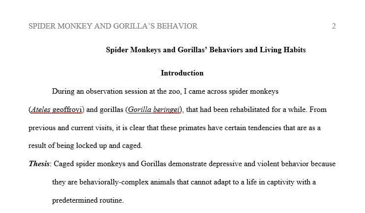 Observe Spider monkey and Gorilla's behaviours and living habits.
